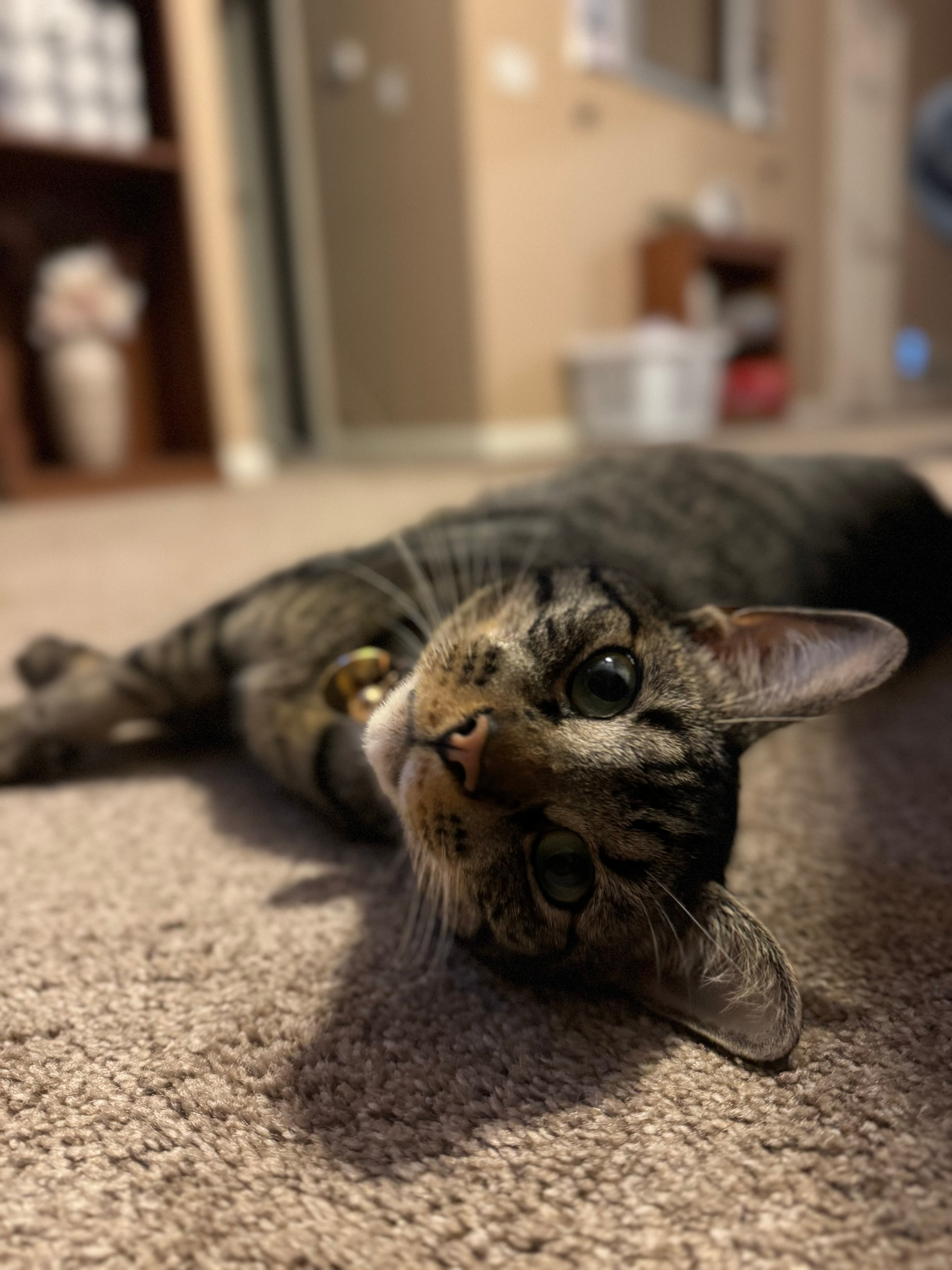 Felix, one of Taylor's cats