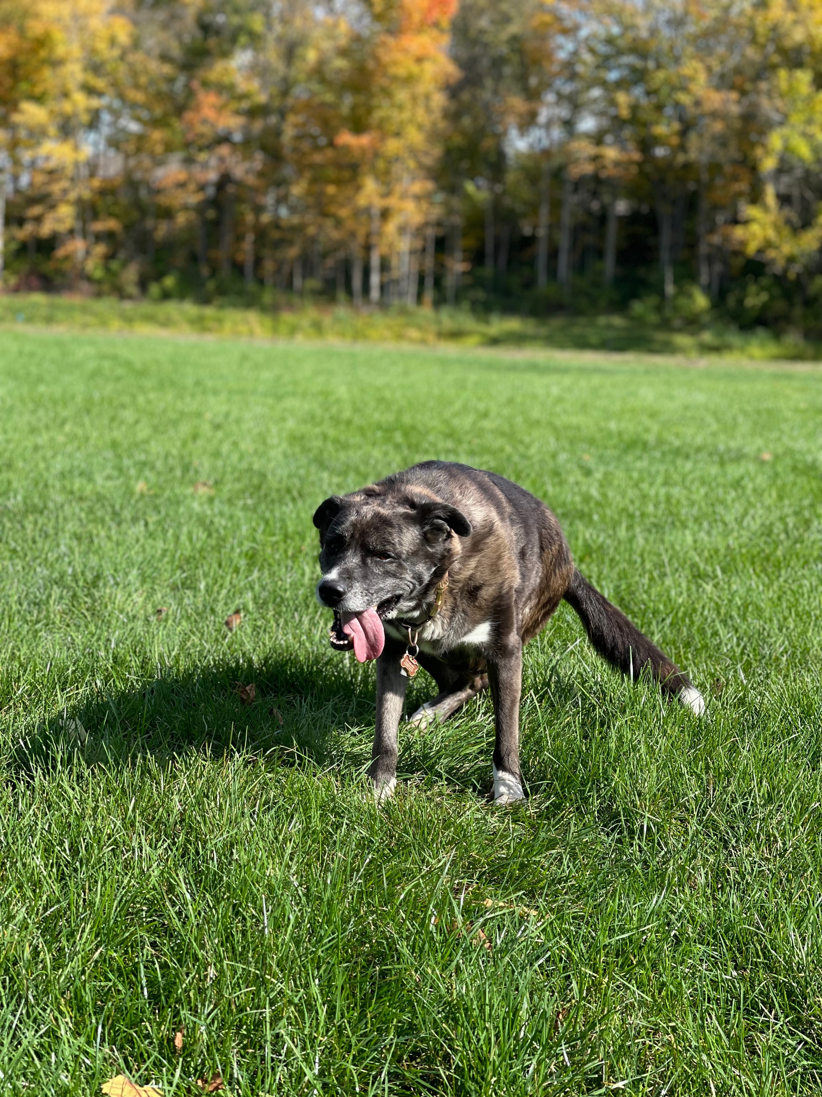 Stella, Taylor's dog and the inspiration behind Westside Paws Co.