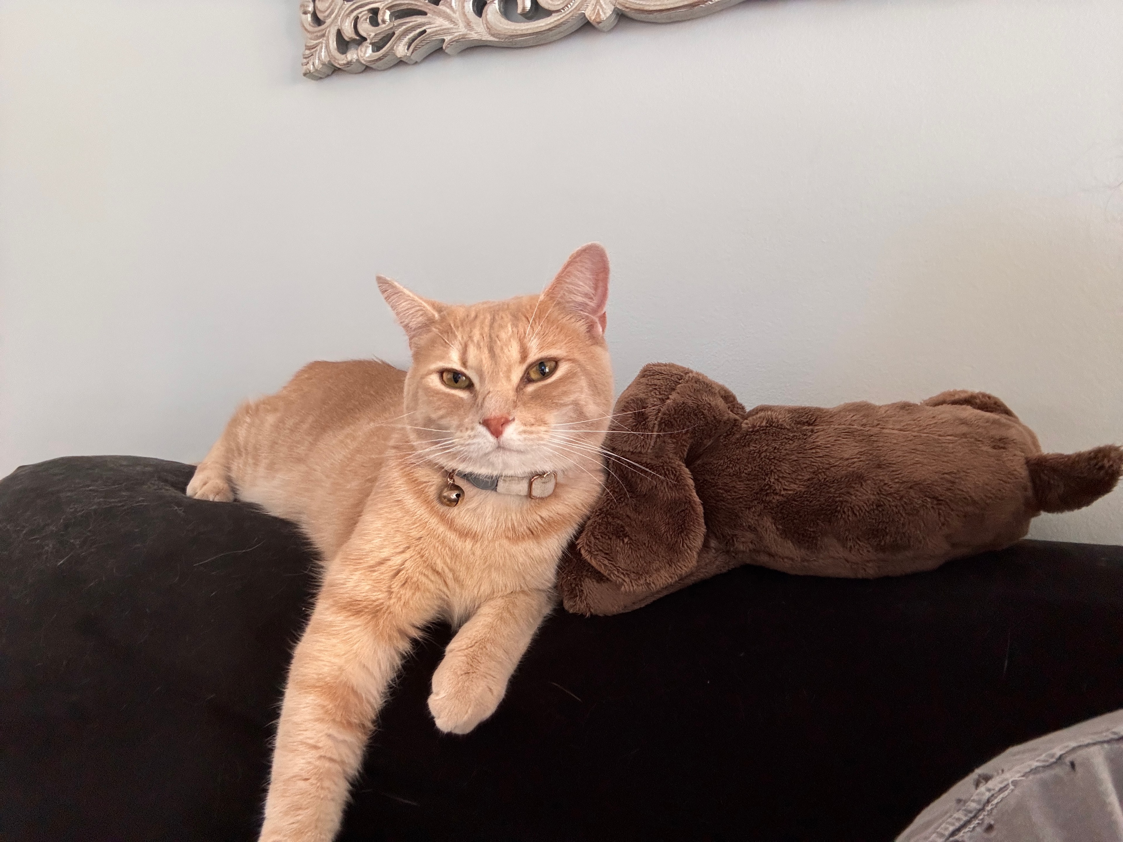Sawyer, one of Taylor's cats