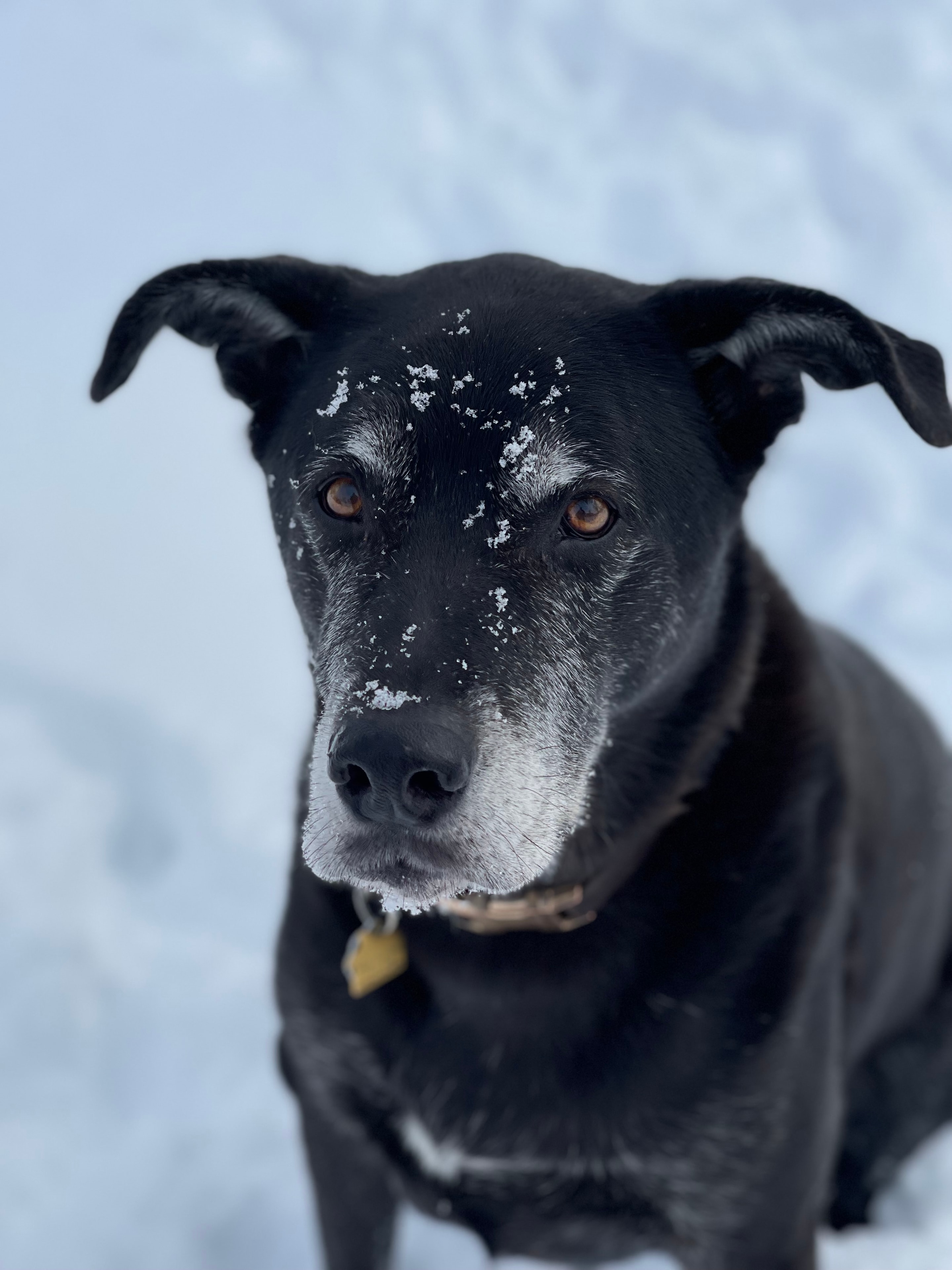 Diesel, a beloved pet
