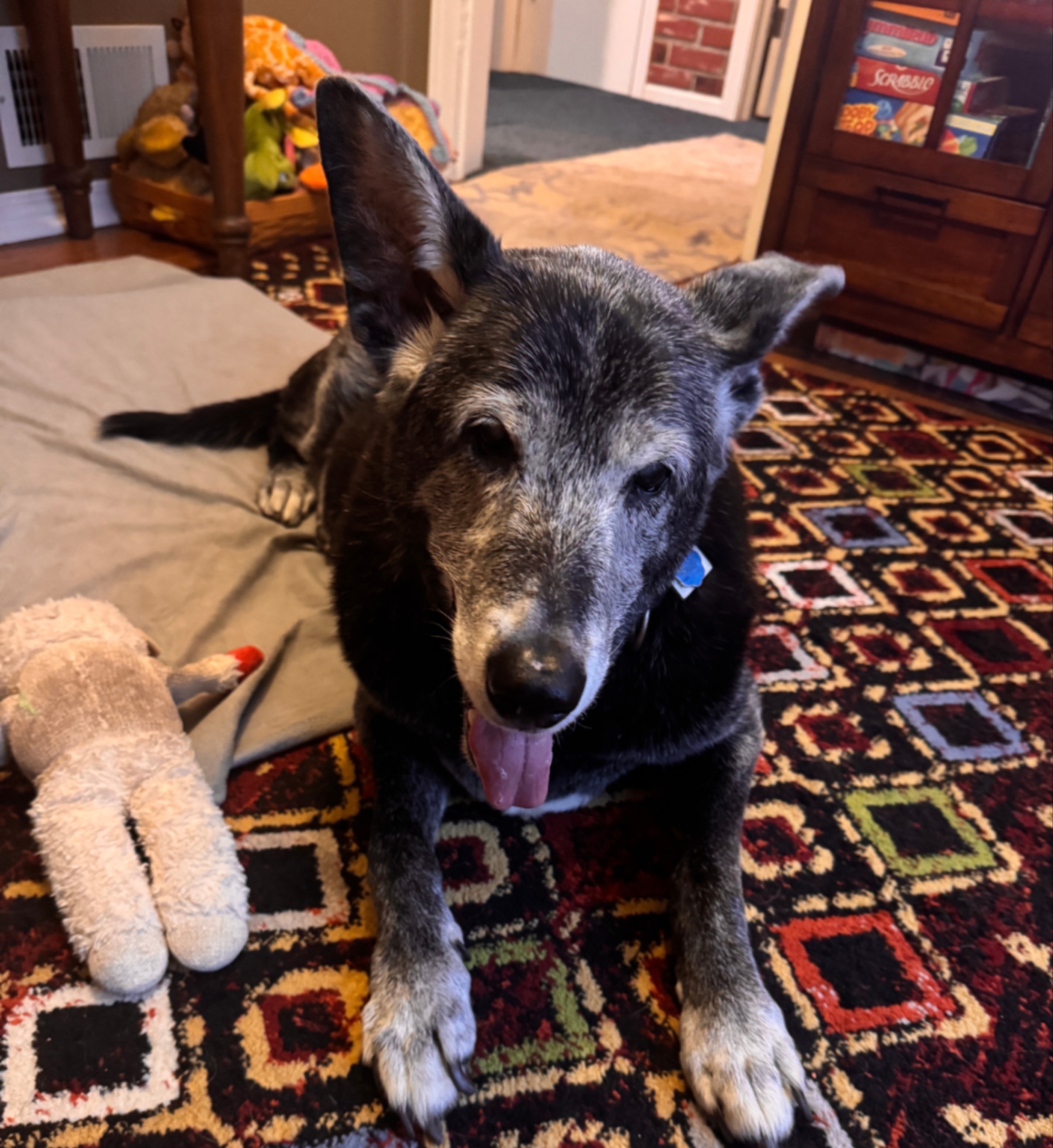 Saturday, a beloved pet