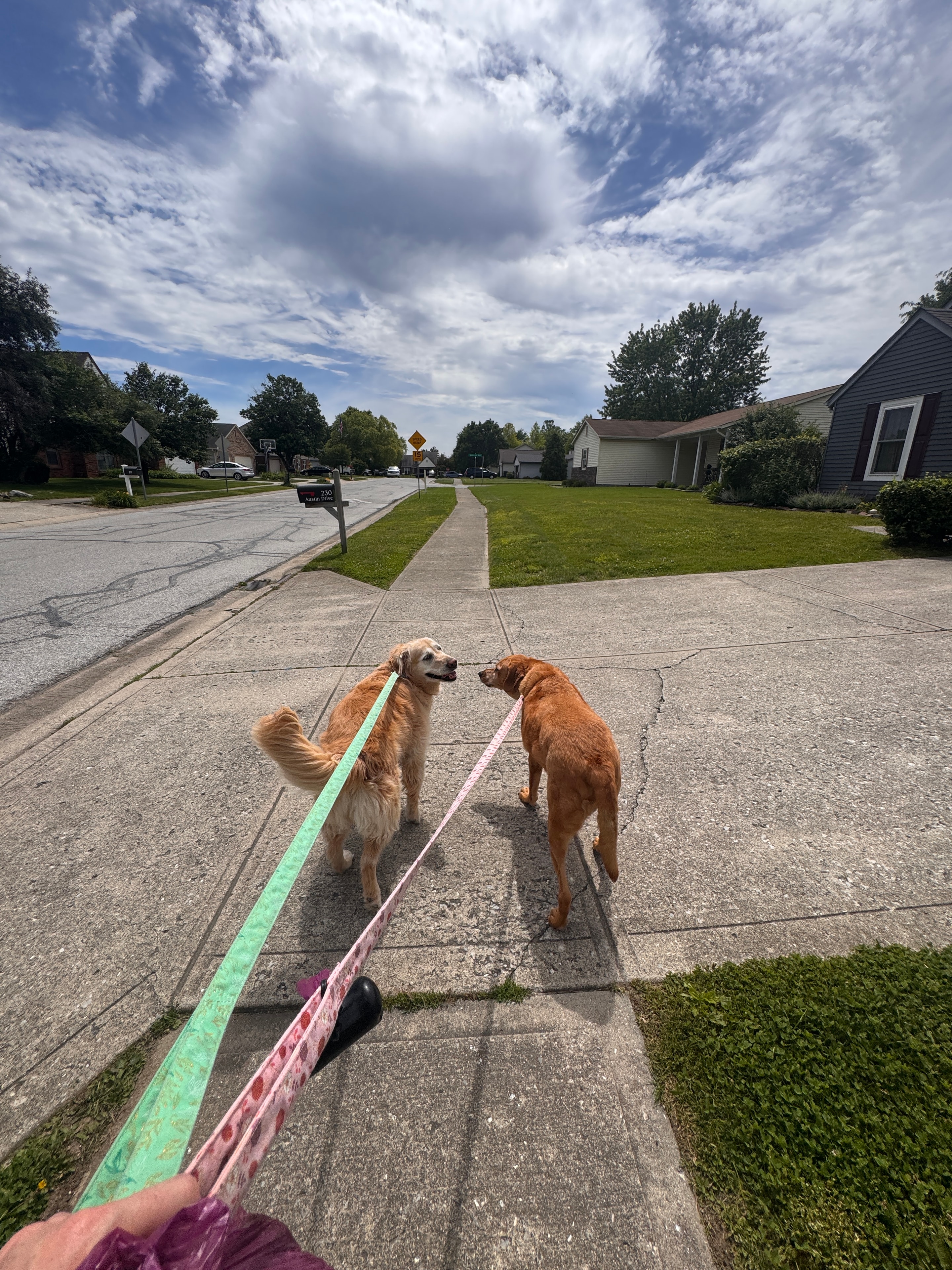 Lily & Ivy, one of Taylor's regulars
