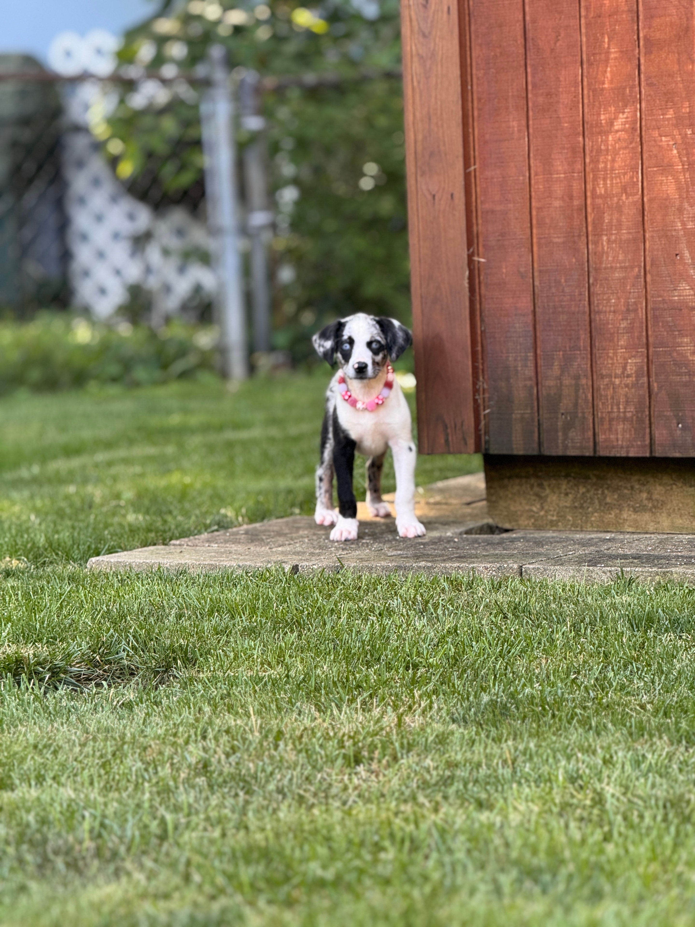 Ziva, one of Taylor's regulars