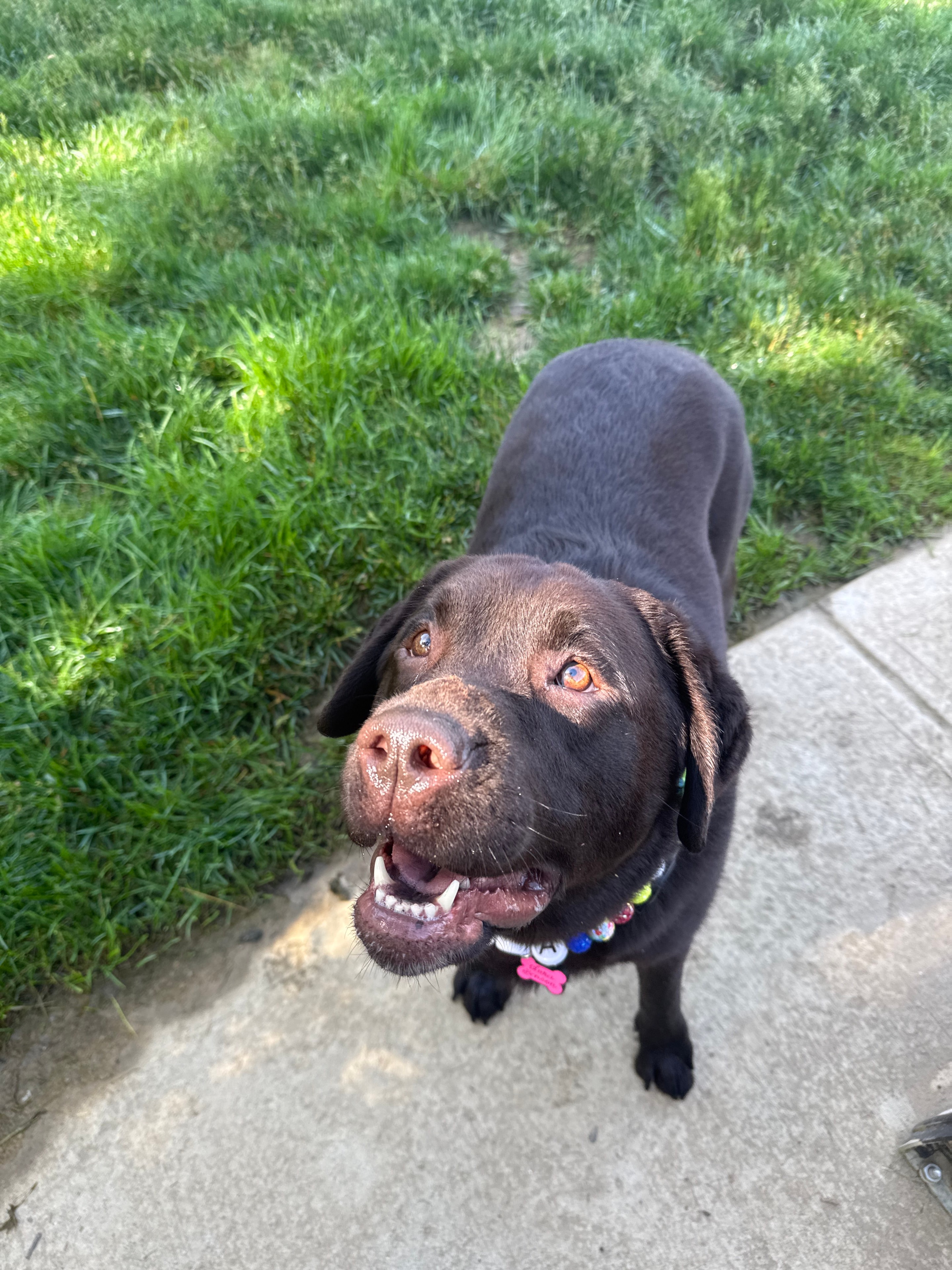 Pet enjoying a Westside Paws Co. visit